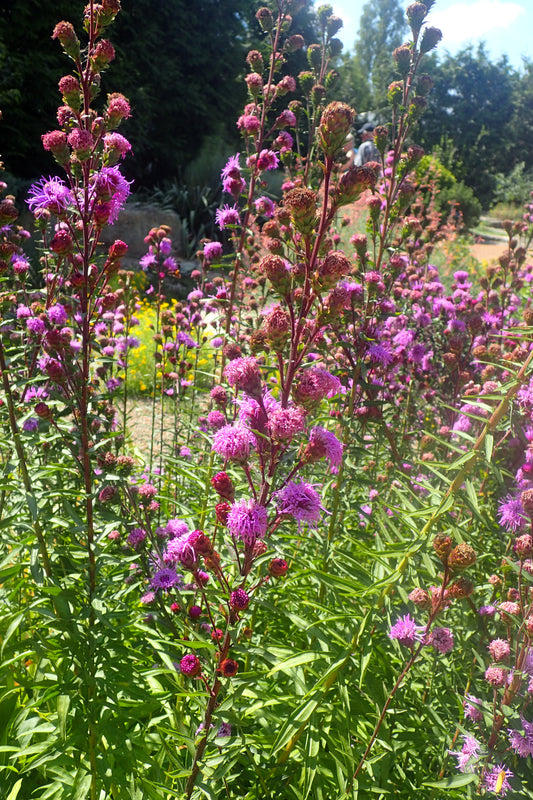 Liatris scariosa / Savanna Blazing Star