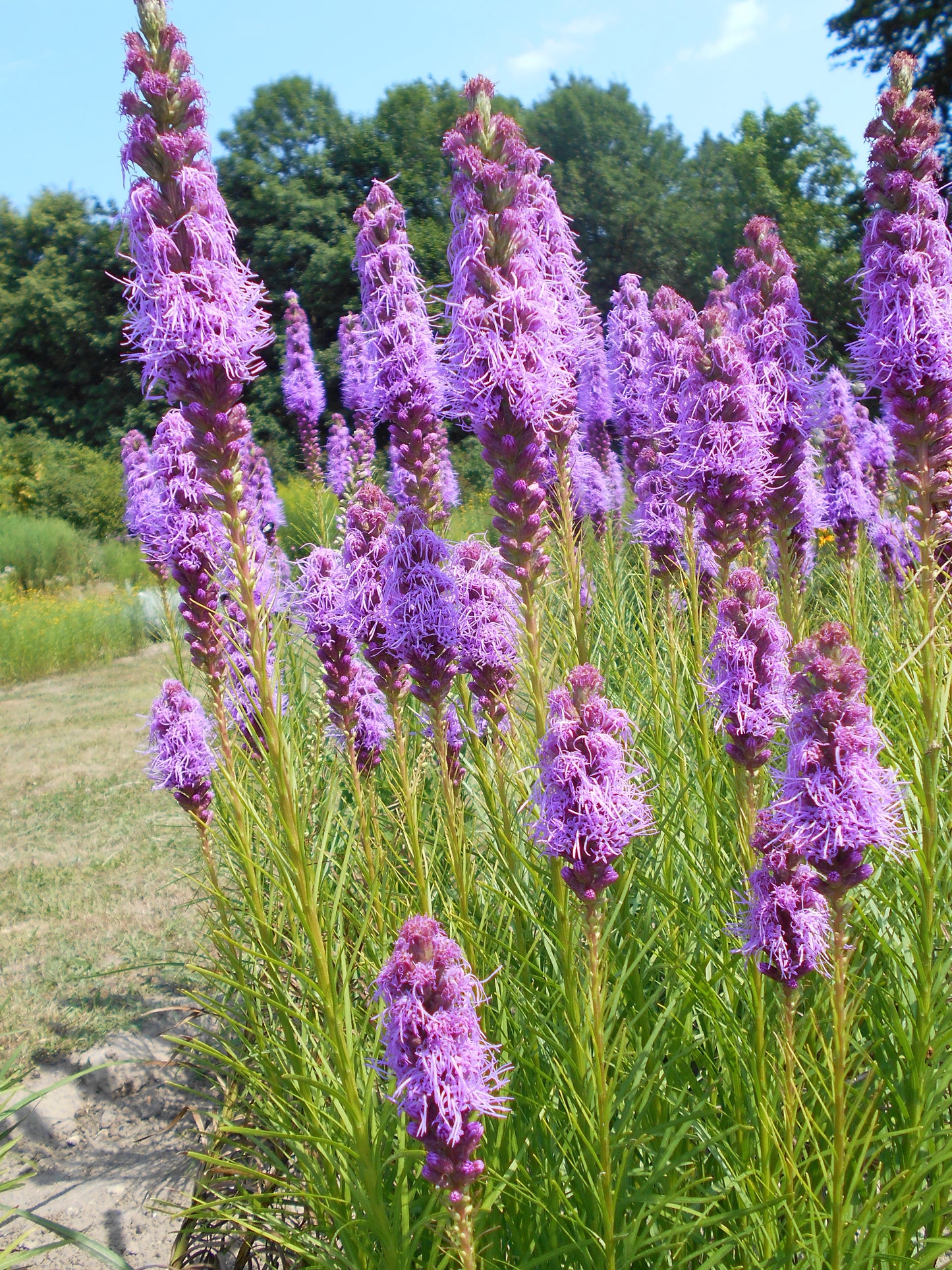 Liatris spicata / Blazing Star