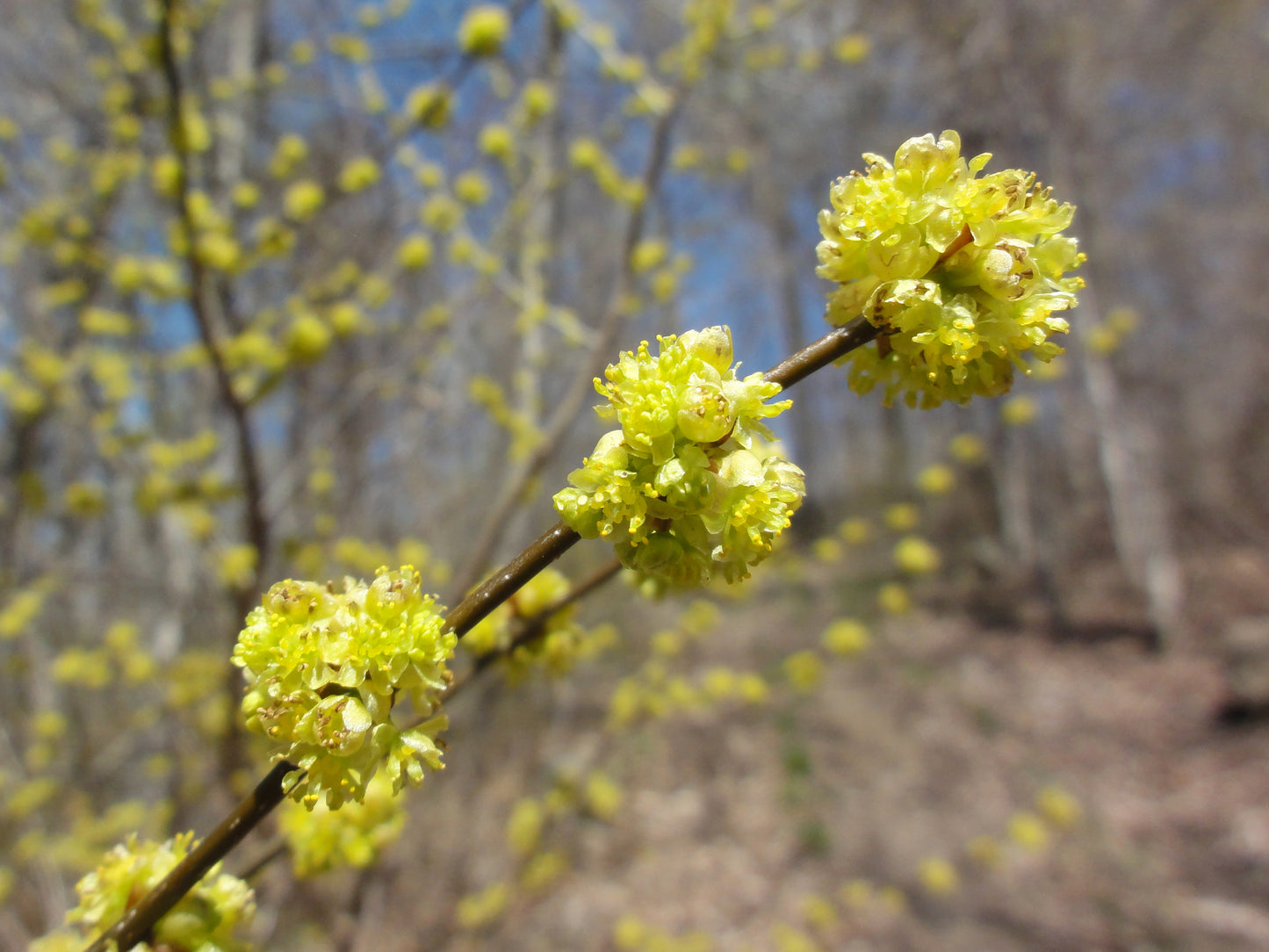 Lindera benzoin / Spice Bush