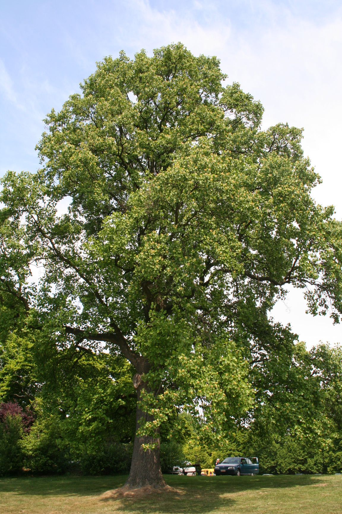 Liriodendron tulipifera / Tulip Tree