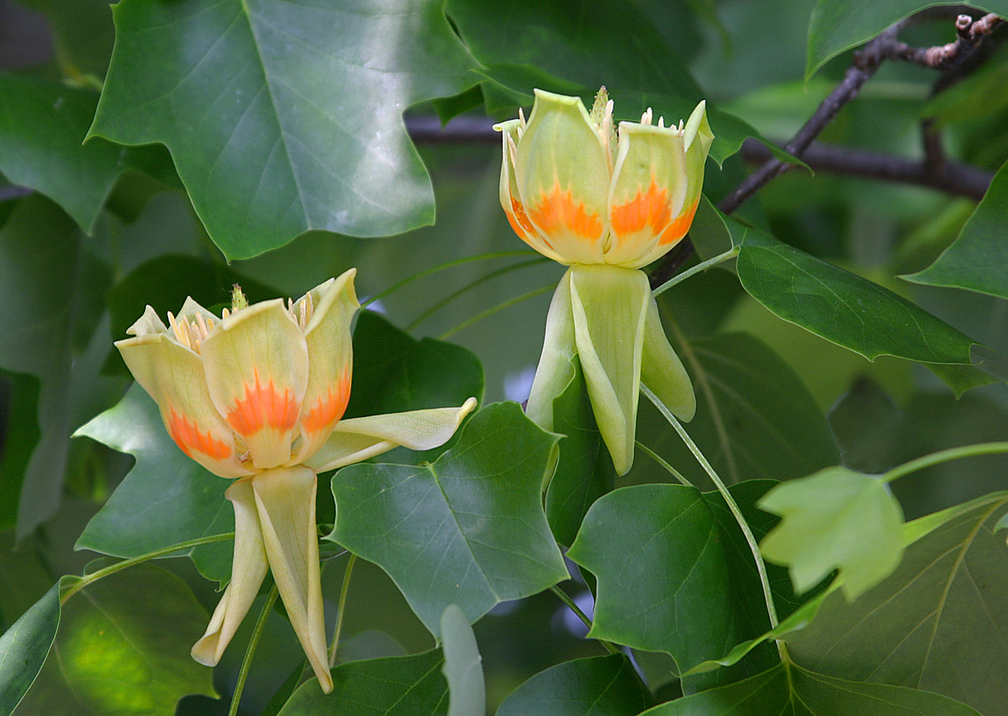 Liriodendron tulipifera / Tulip Tree