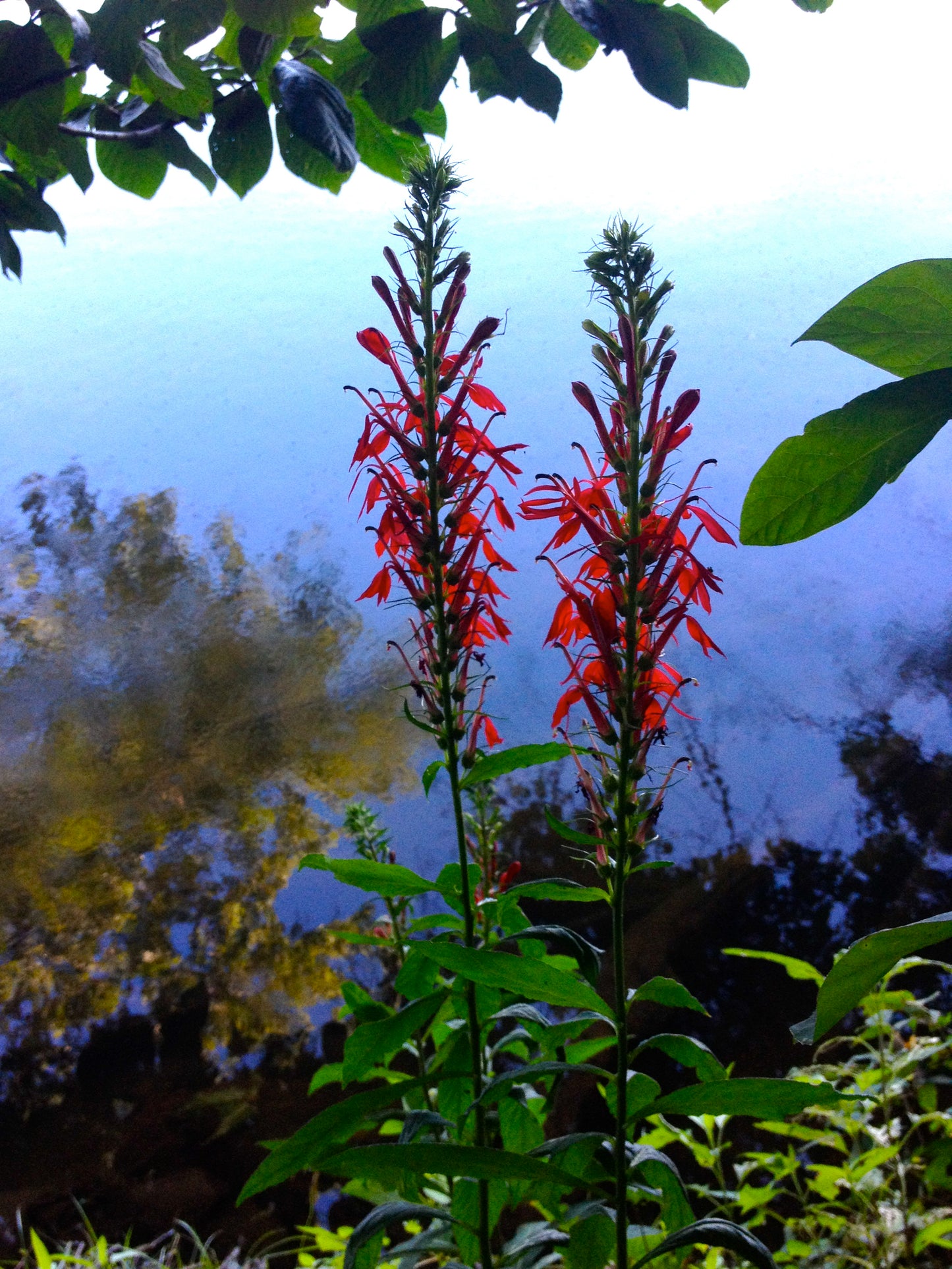 Lobelia cardinalis / Cardinal Flower