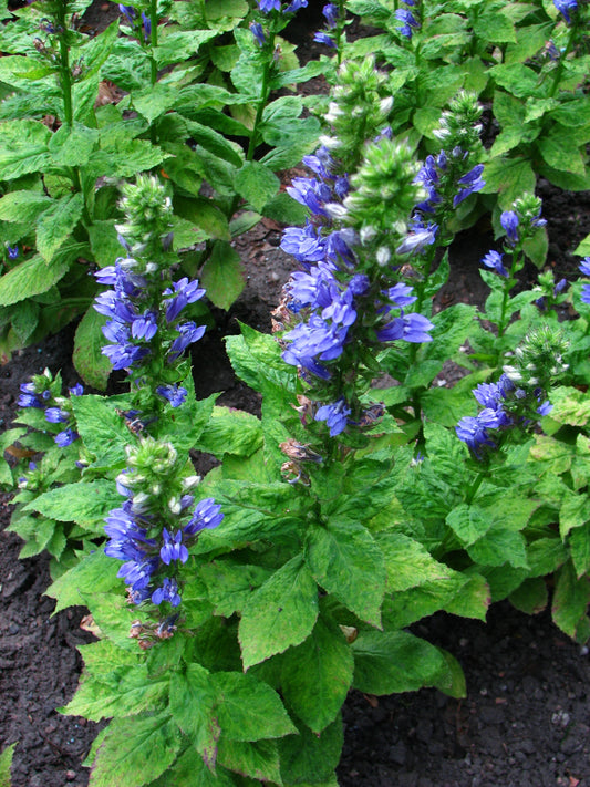 Lobelia siphilitica / Blue Lobelia