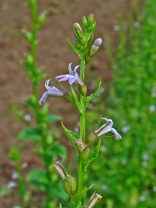 Lobelia inflata / Pukeweed