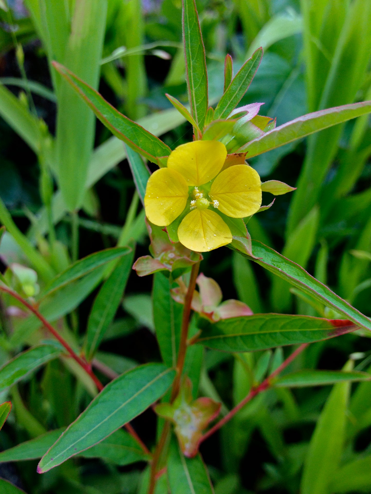 Ludwigia alternifolia / Seedbox