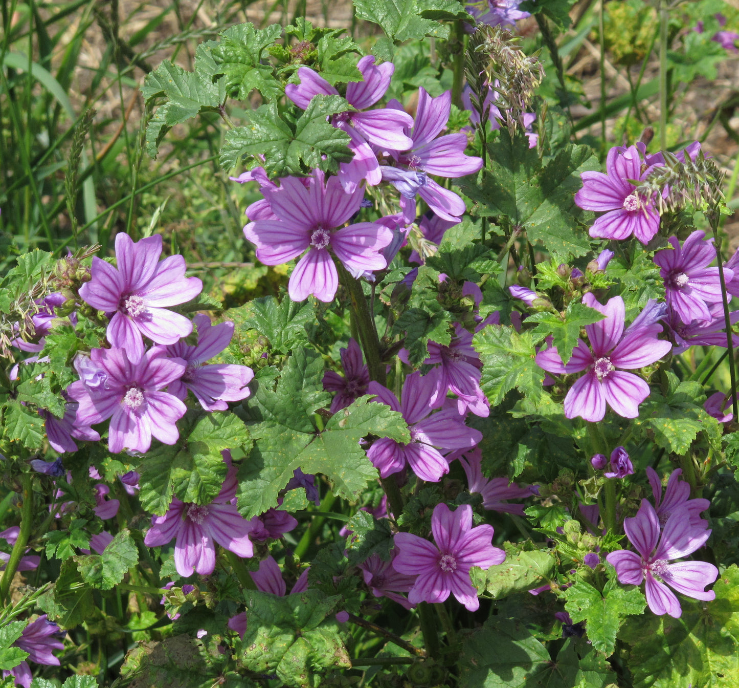 Malva sylvestris / High Mallow