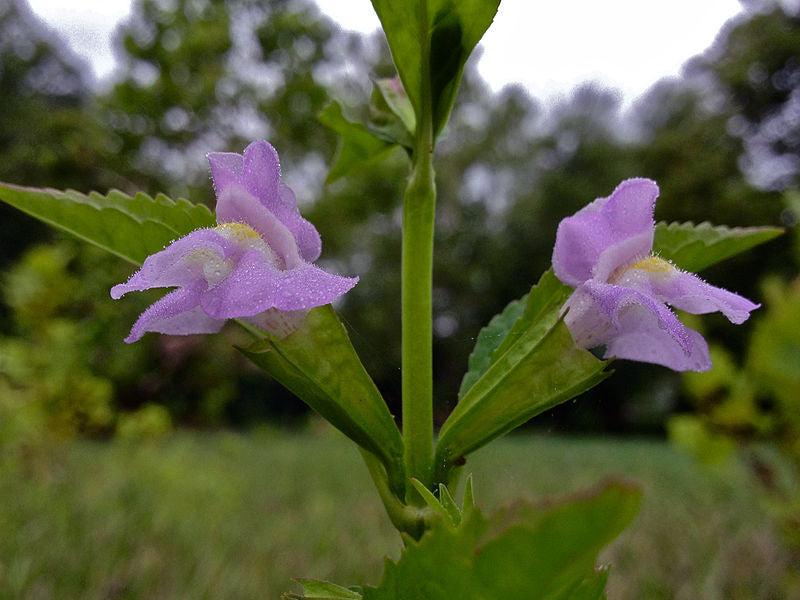 Mimulus alatus / Sharpwing Monkeyflower