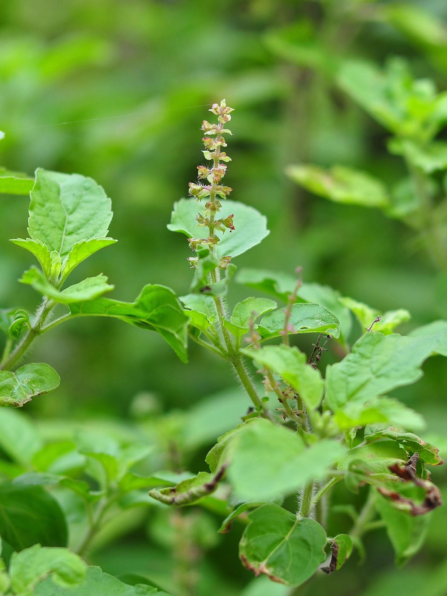 Ocimum tenuiflorum / Sacred Basil