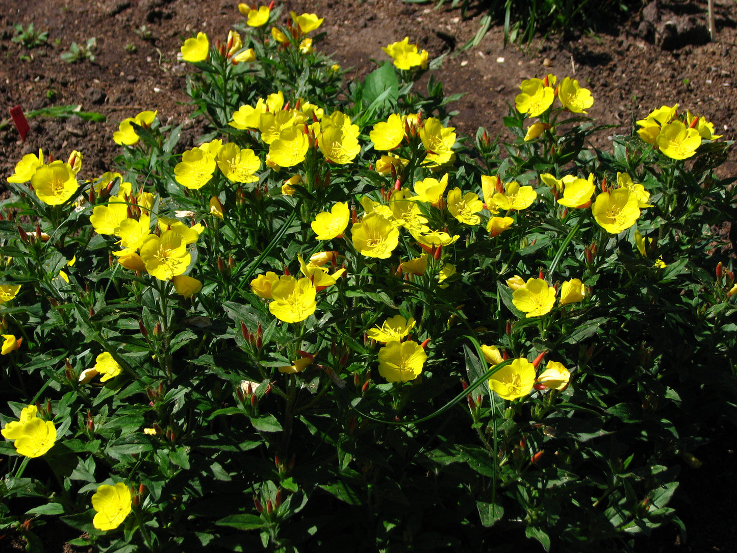 Oenothera fruticosa / Narrow-leaved Sundrops