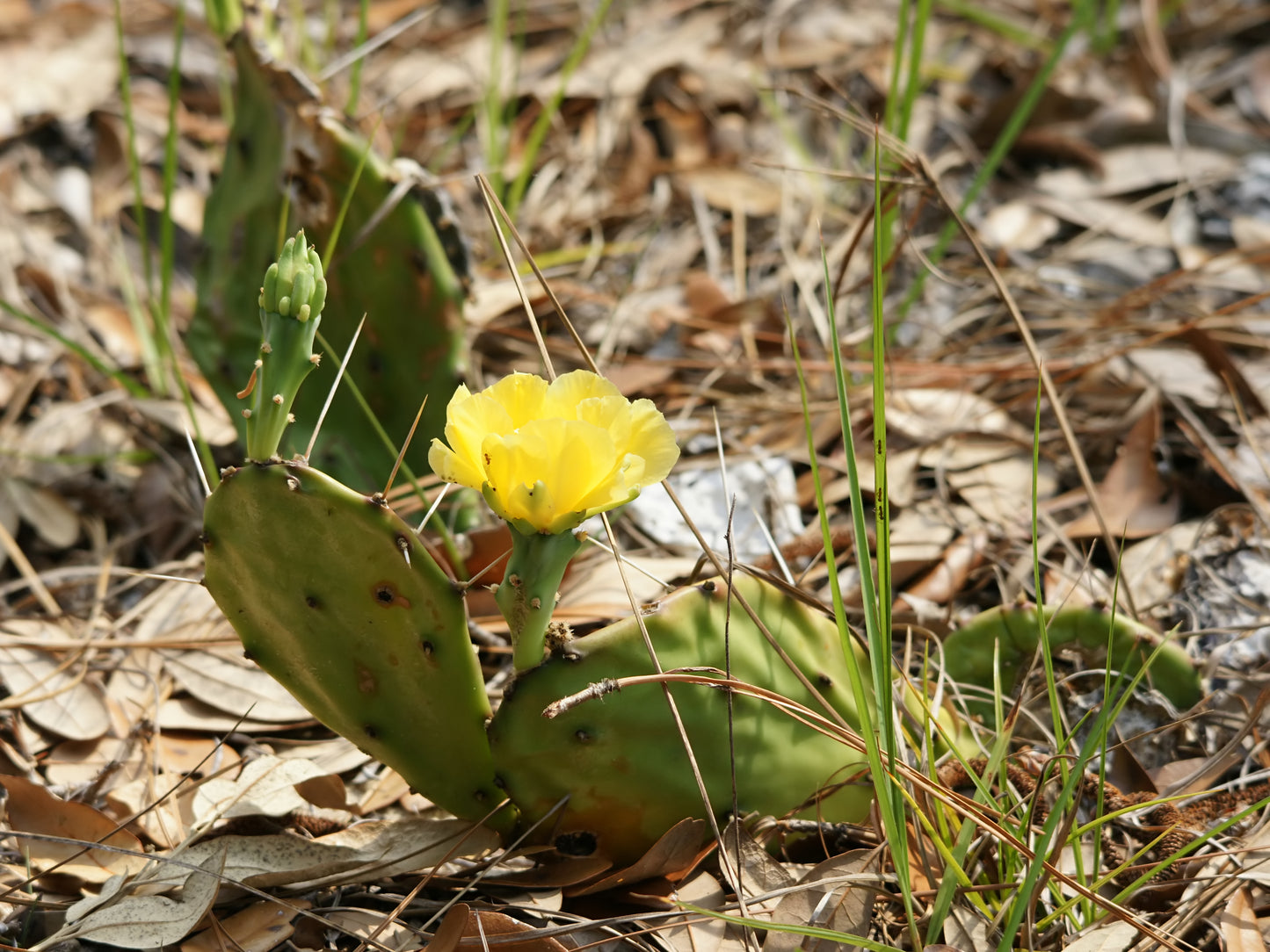Opuntia humifosa / Eastern Prickly Pear