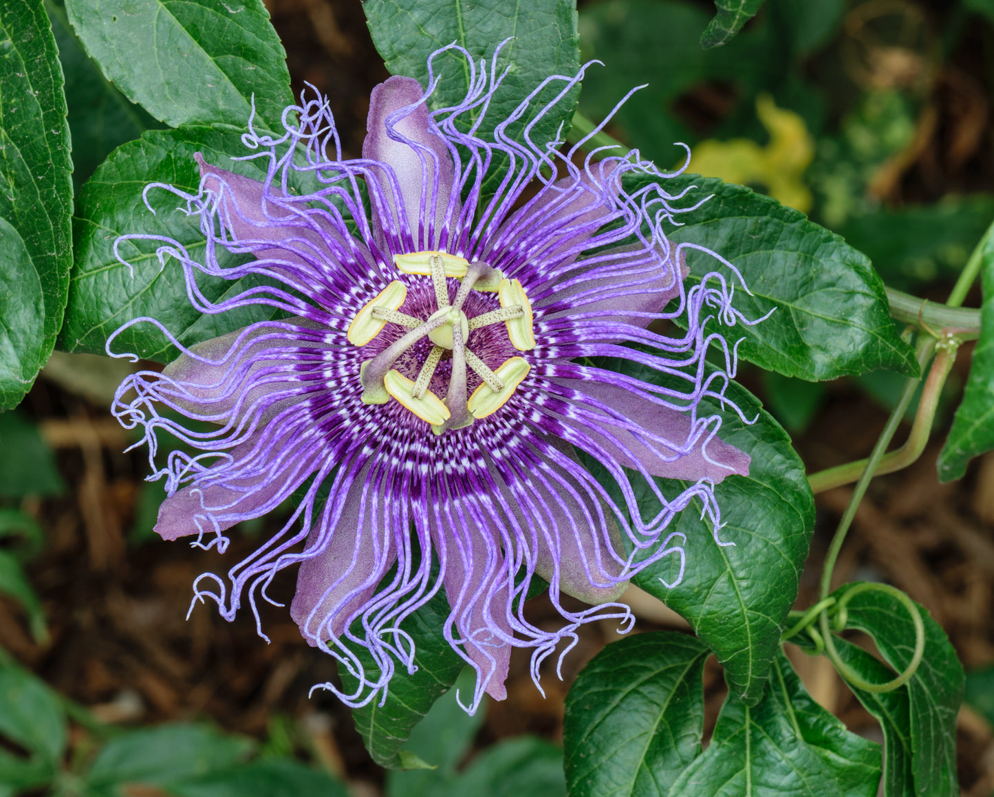 Passiflora incaranata / Passionflower