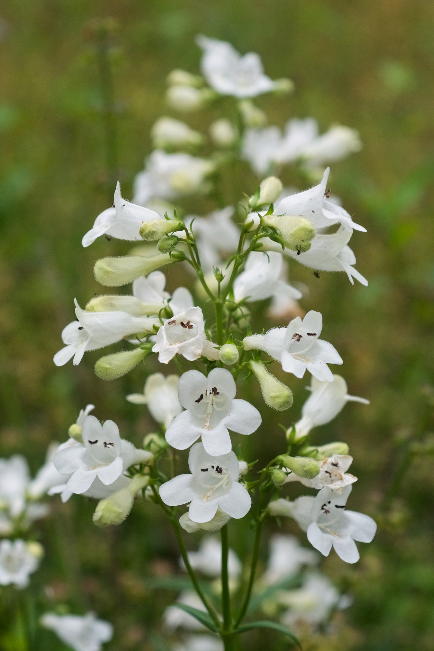 Penstemon digitalis / Foxglove Beardtongue