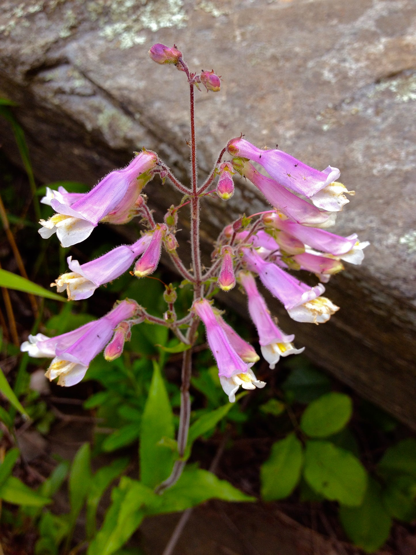 Penstemon hirsutus / Hairy Penstemon