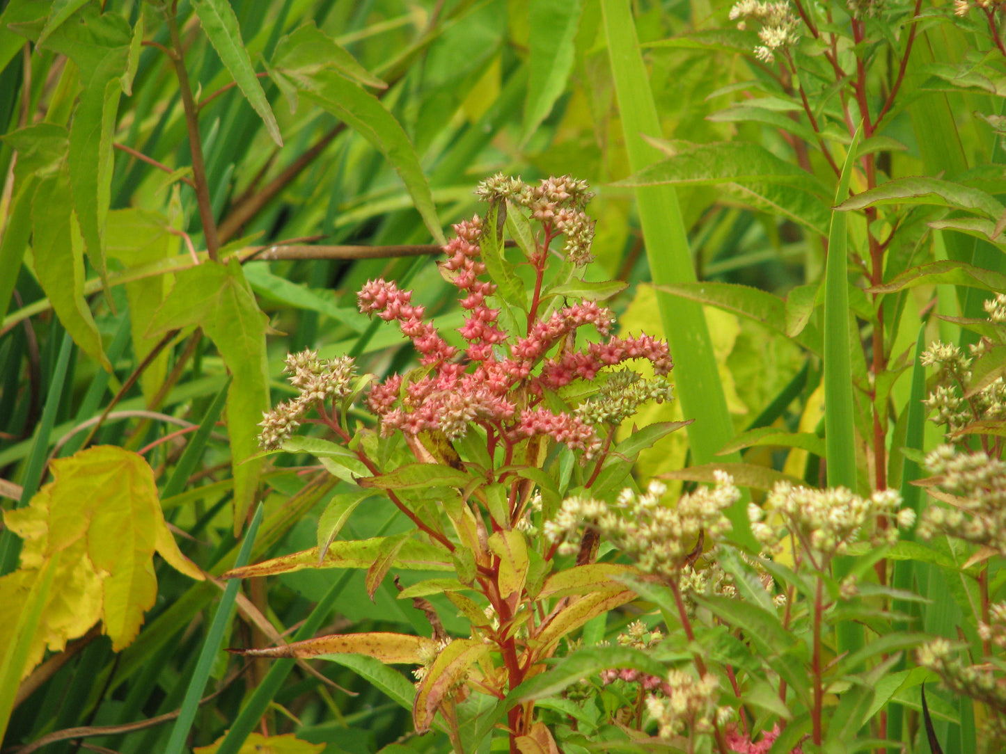 Penthorum sedoides / Ditch stonecrop