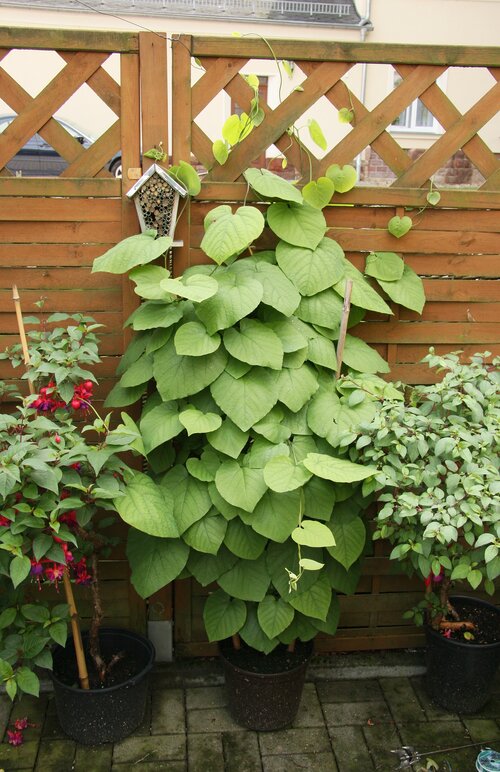 Aristolochia macrophylla / Dutchman's pipe