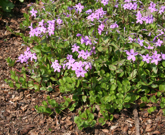 Phlox stolonifera 'Sherwood Purple' / Creeping Phlox