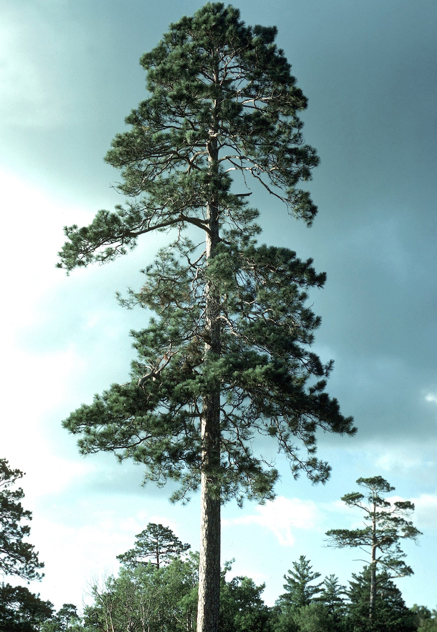 Pinus resinosa / Red Pine