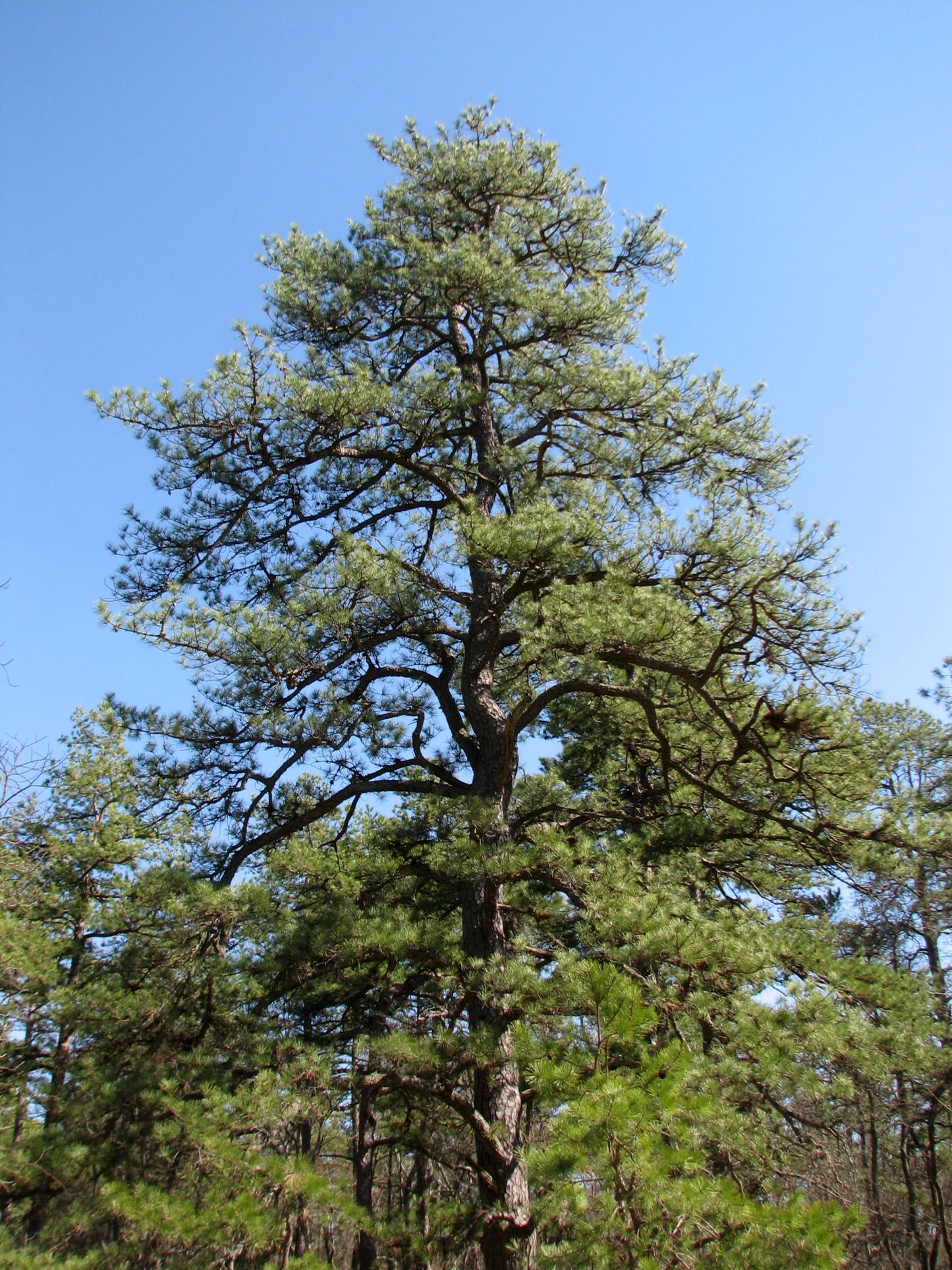Pinus rigida / Pitch Pine