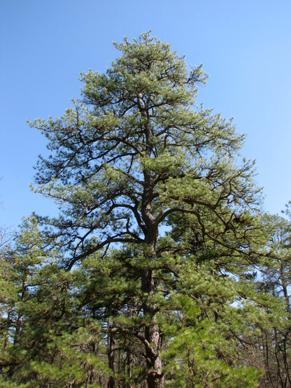 Pinus rigida / Pitch Pine