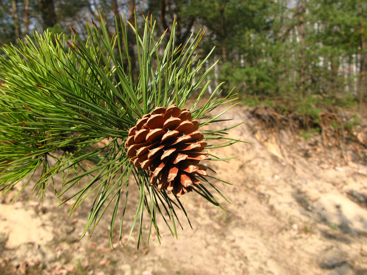 Pinus rigida / Pitch Pine