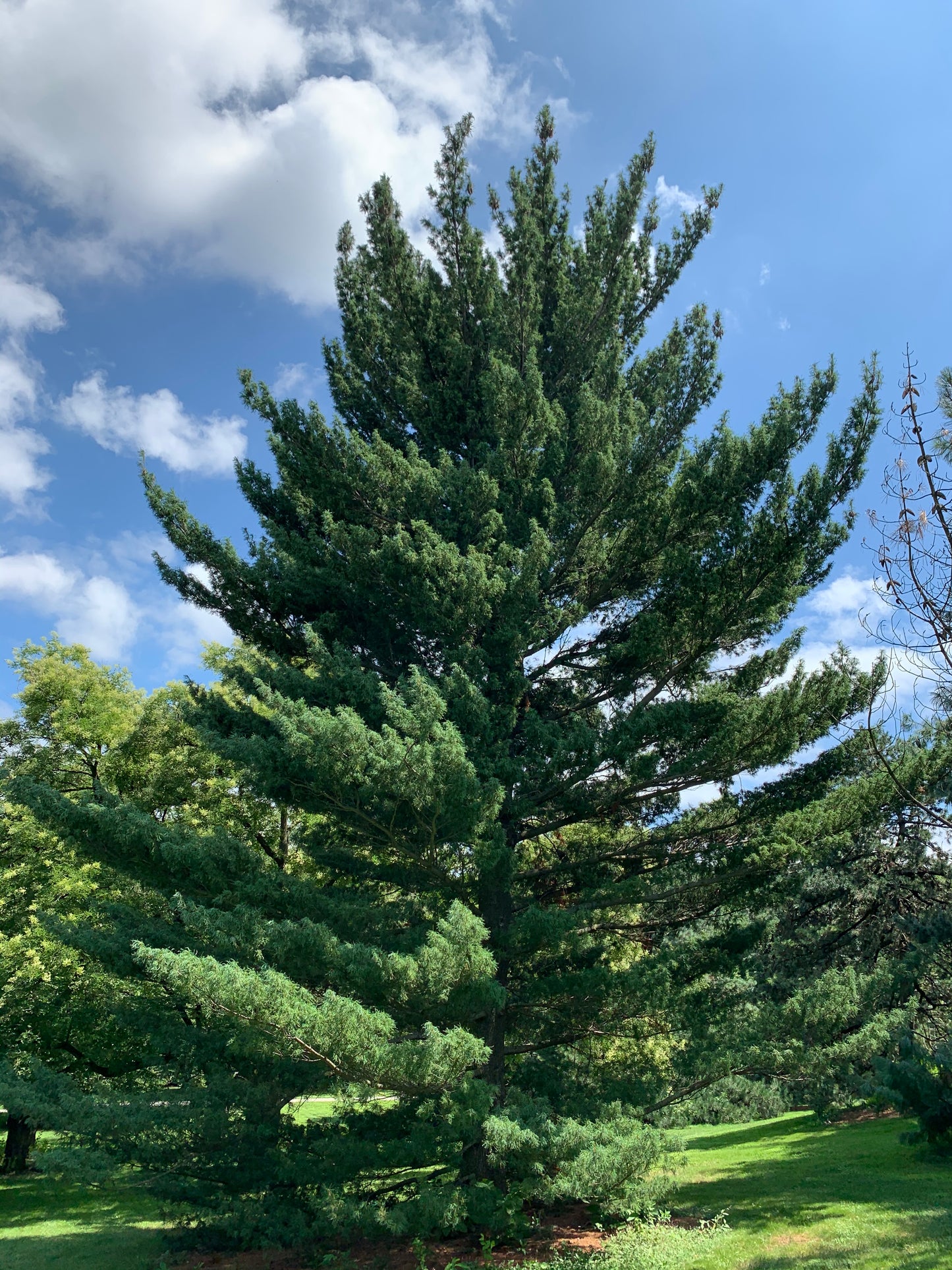 Eastern white pine (Pinus strobus), Minnesota DNR