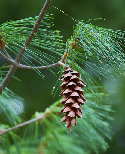 Pinus strobus / Eastern White Pine