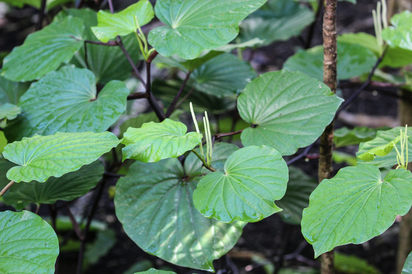 Piper methysticum / Kava