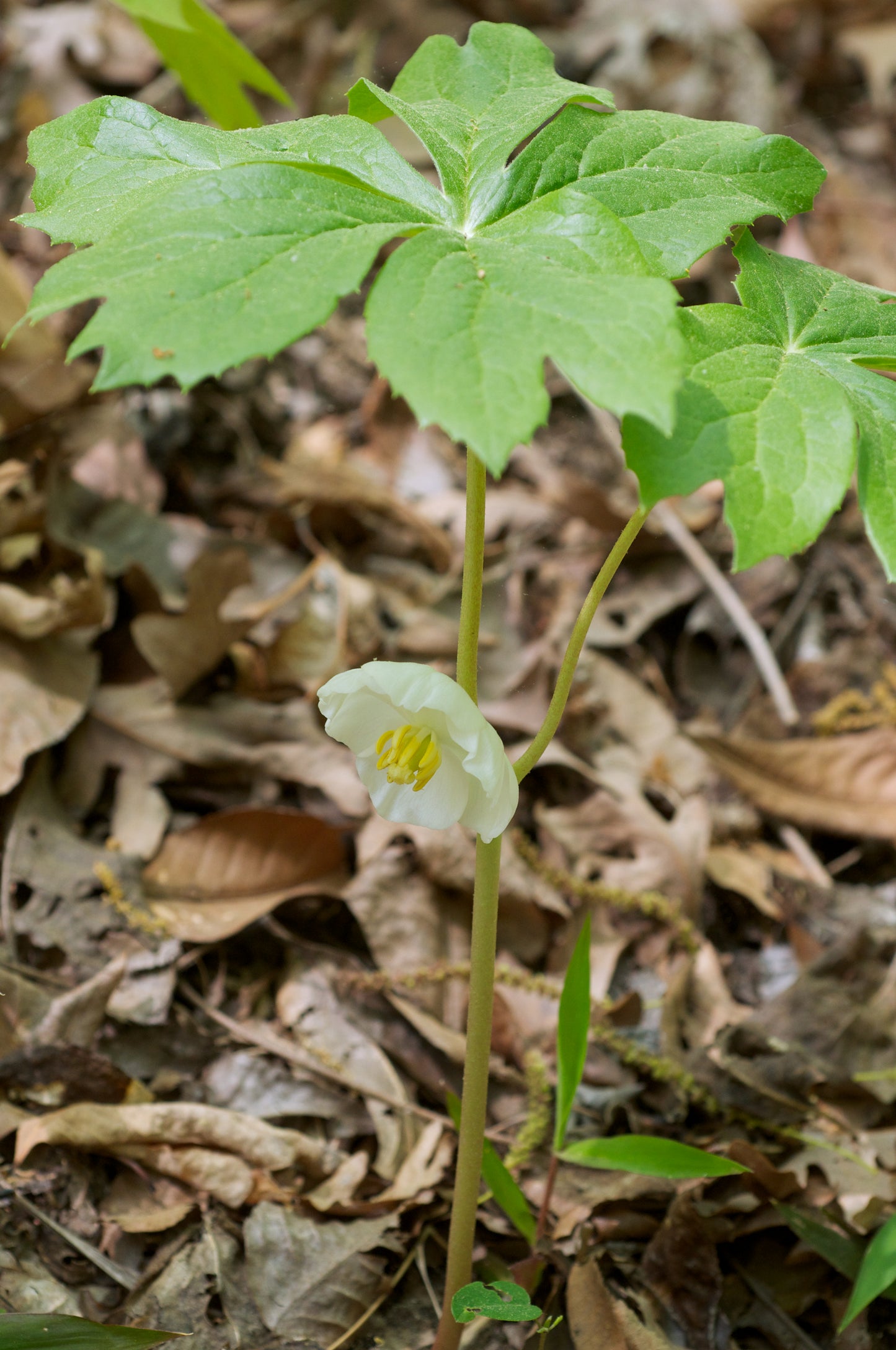 Podophyllum peltatum / Mayapple