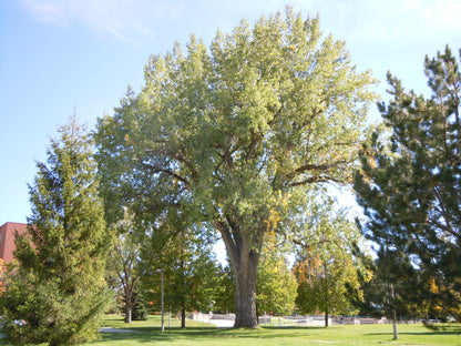 Populus deltoides / Eastern Cottonwood