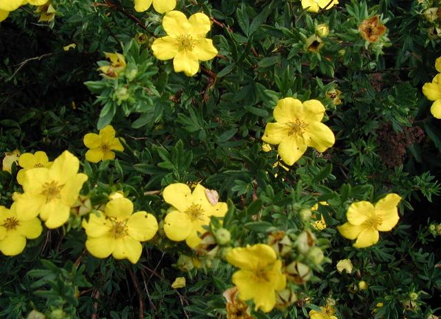 Potentilla fruticosa / Shrubby cinquefoil 'Dakota Sunset'