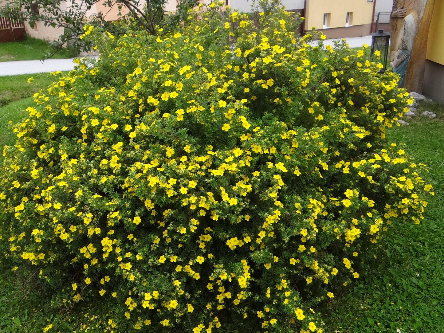 Potentilla fruticosa / Shrubby cinquefoil 'Dakota Sunset'