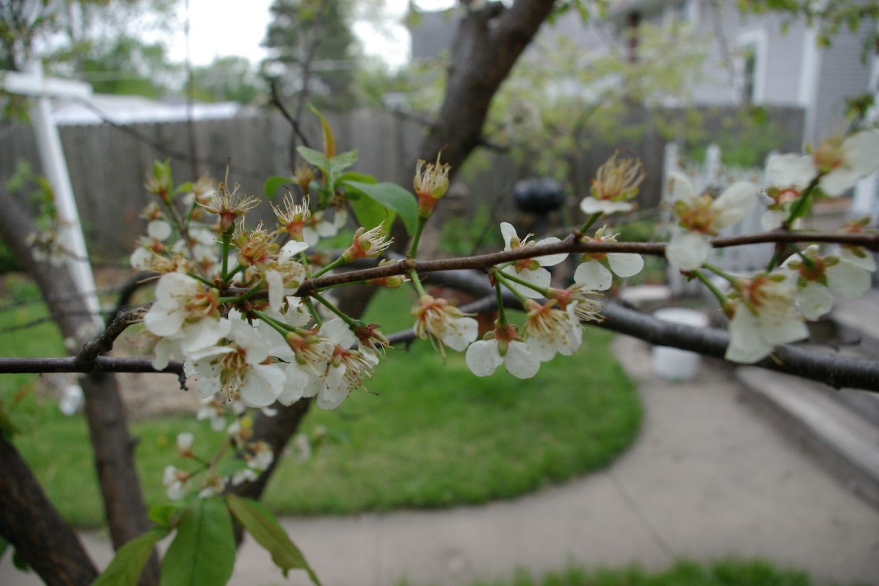 Prunus americana / American plum