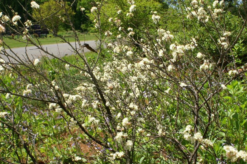 Prunus maritima / Beach Plum