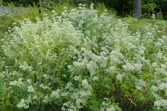 Pycnanthemum torreyi / Torrey's Mountain Mint