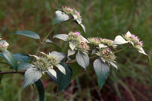 Pycnanthemum montanum / Appalachian Mountain Mint