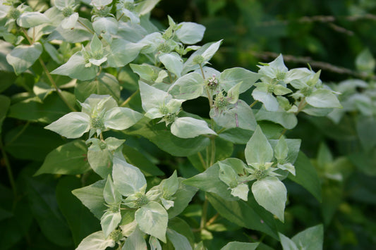 Pycnanthemum muticum / Short-Toothed Mountain Mint