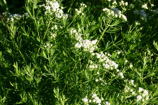 Pycnanthemum tenuifolium / Narrow-leaved Mountain Mint