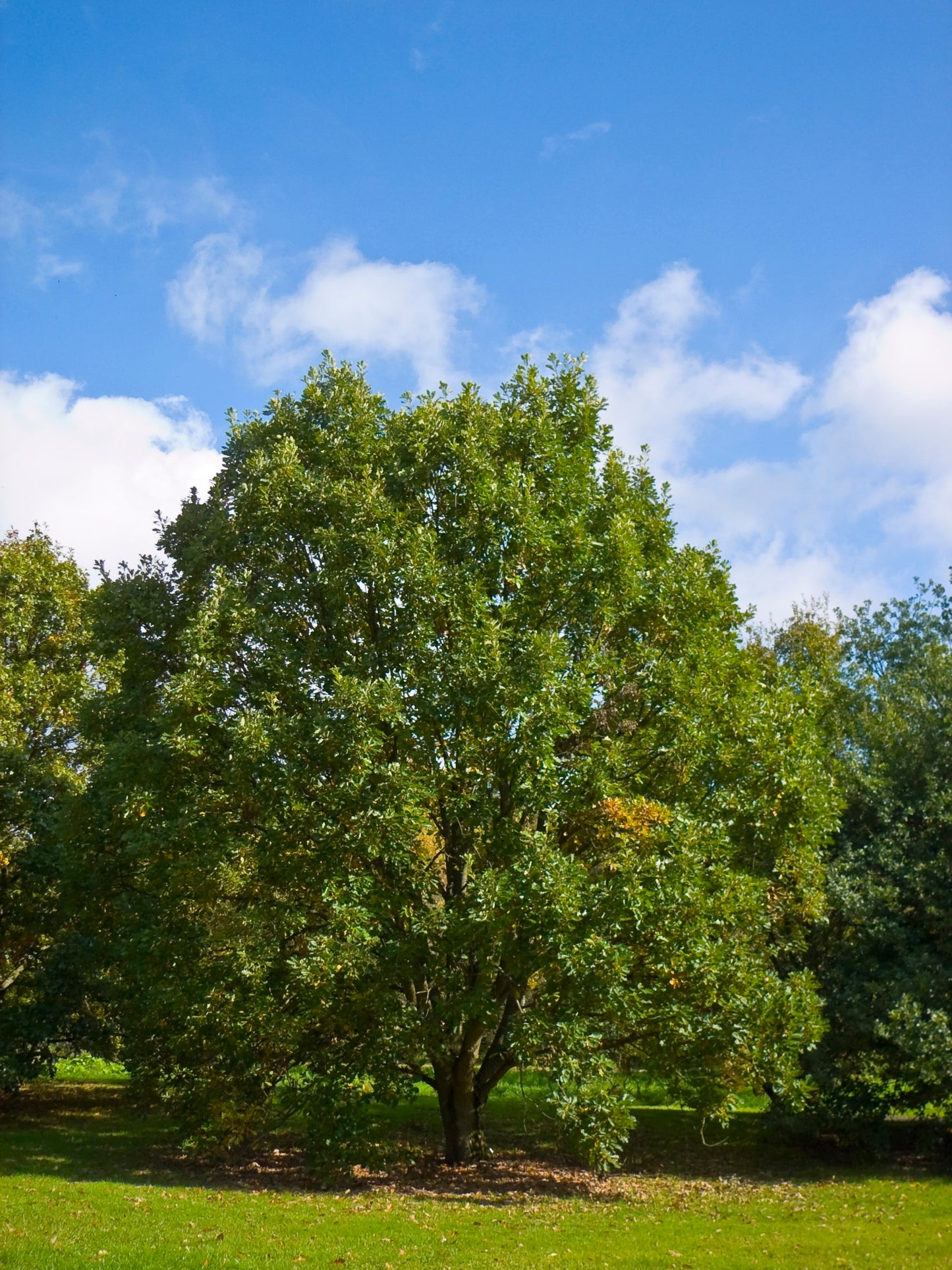 Quercus bicolor / Swamp White Oak