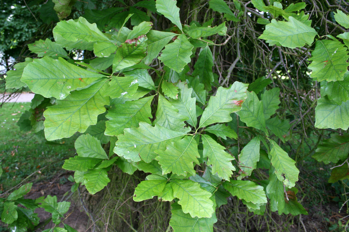 Quercus bicolor / Swamp White Oak
