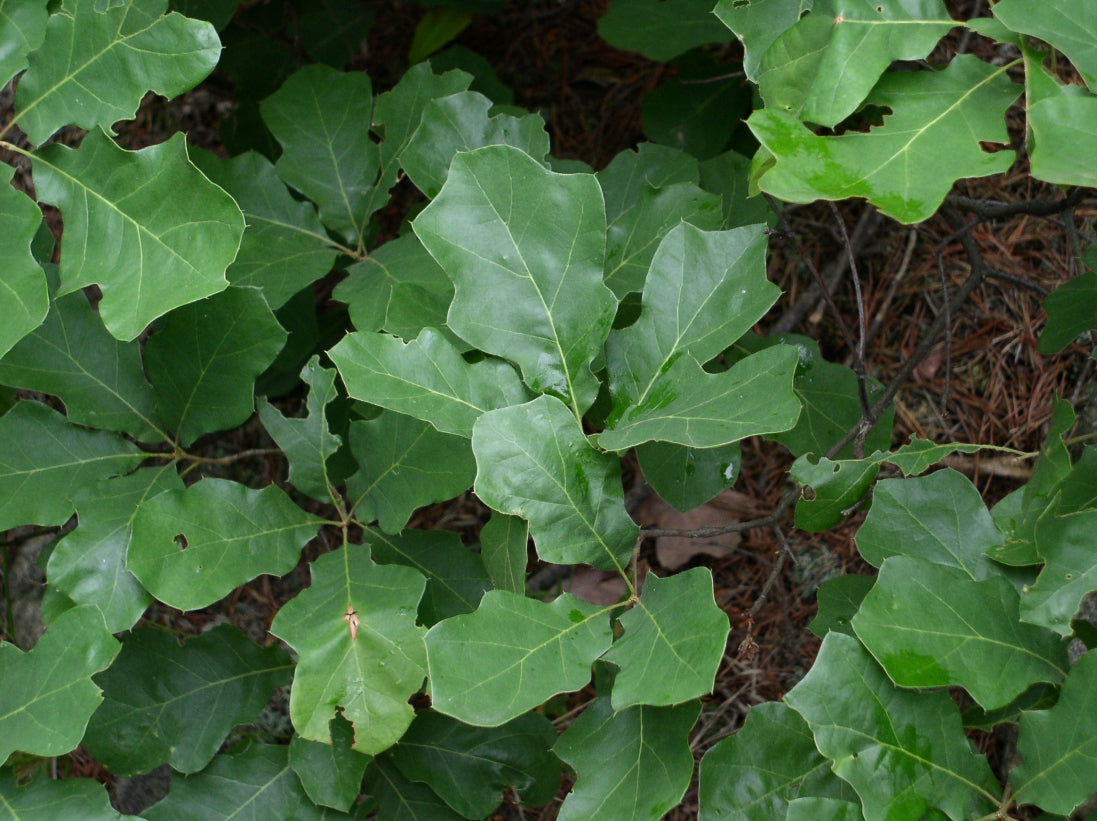 Quercus ilicifolia / Bear Oak