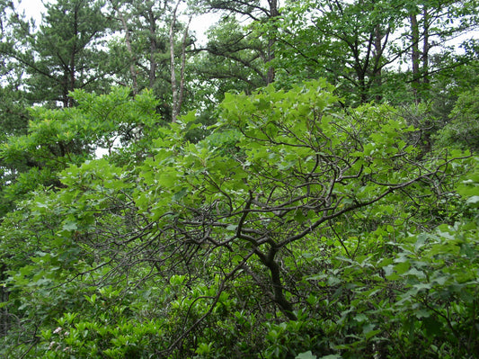 Quercus ilicifolia / Bear Oak