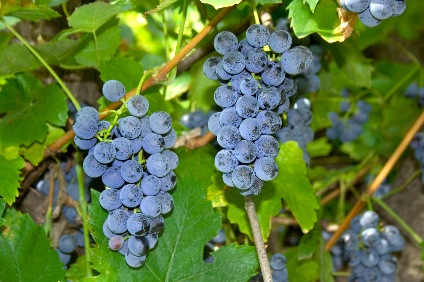Vitis labrusca / Fox Grape