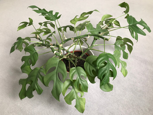 Rhaphidophora tetrasperma / Mini Monstera
