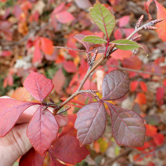 Rhus aromatica / Fragrant Sumac 'Gro-Low'