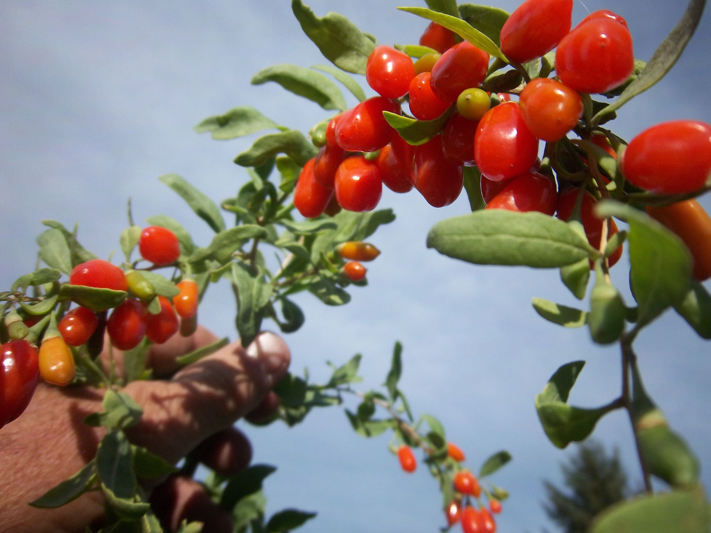 Lycium barbarum / Goji Berry