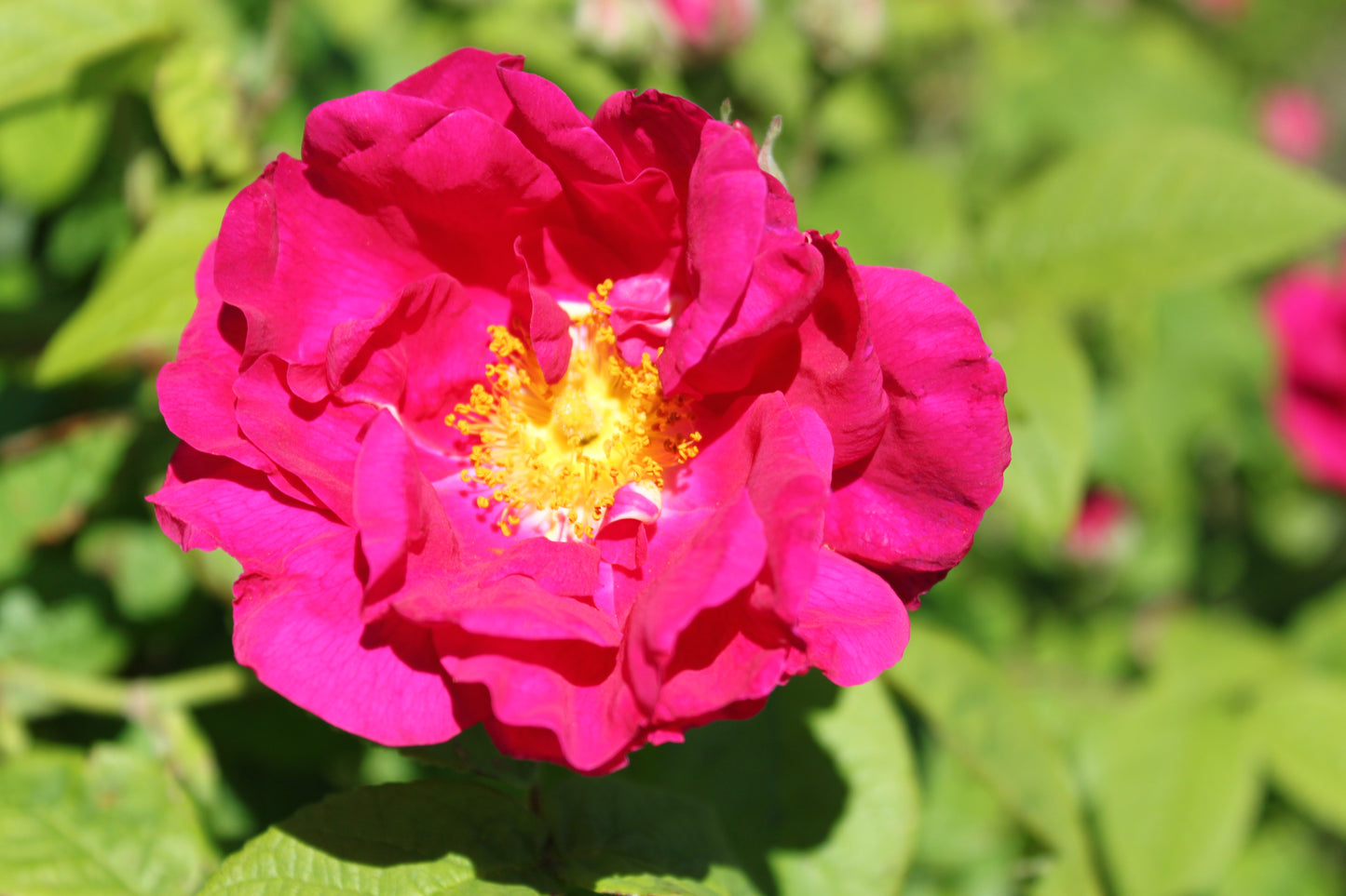 Rosa gallica / 'Officinalis' Apothecary's Rose
