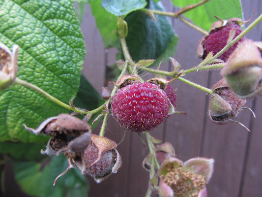 Rubus idaeus / 'Royalty Purple' Summer-bearing Raspberry