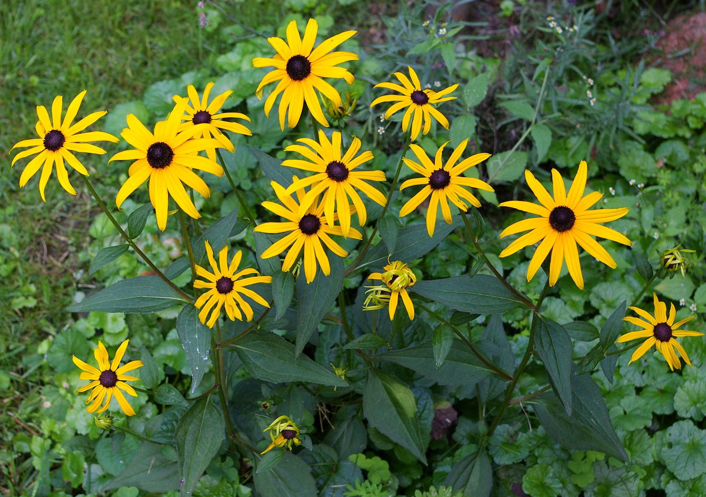 Rudbeckia fulgida / Orange coneflower