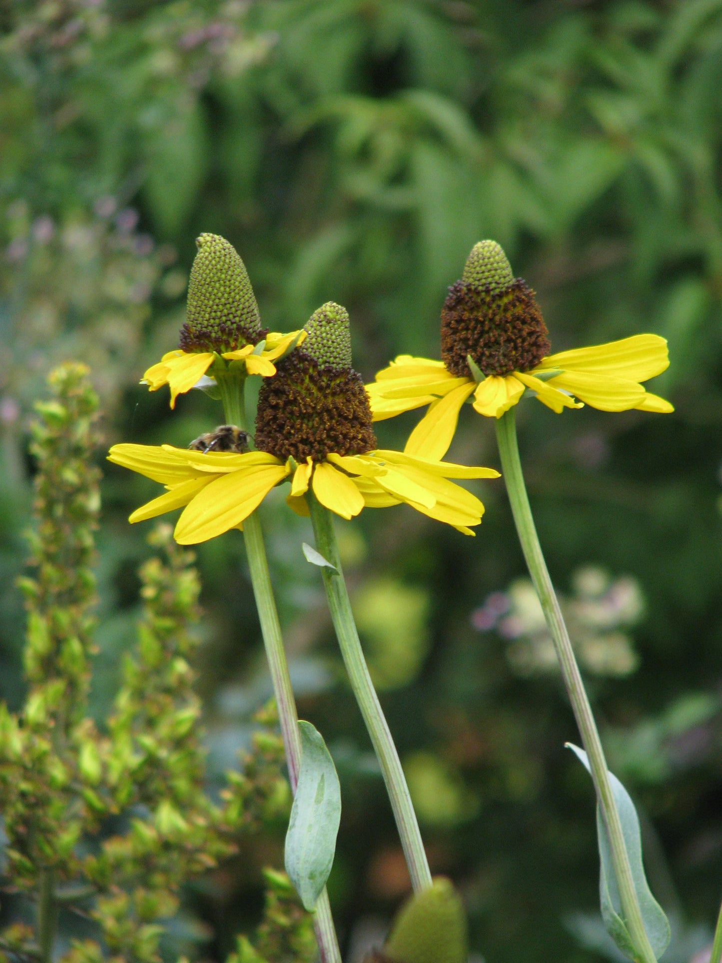 Rudbeckia maxima / Large Coneflower