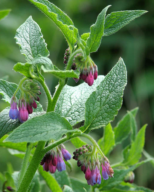 Symphytum x uplandicum / 'Bocking 14' Russian Comfrey